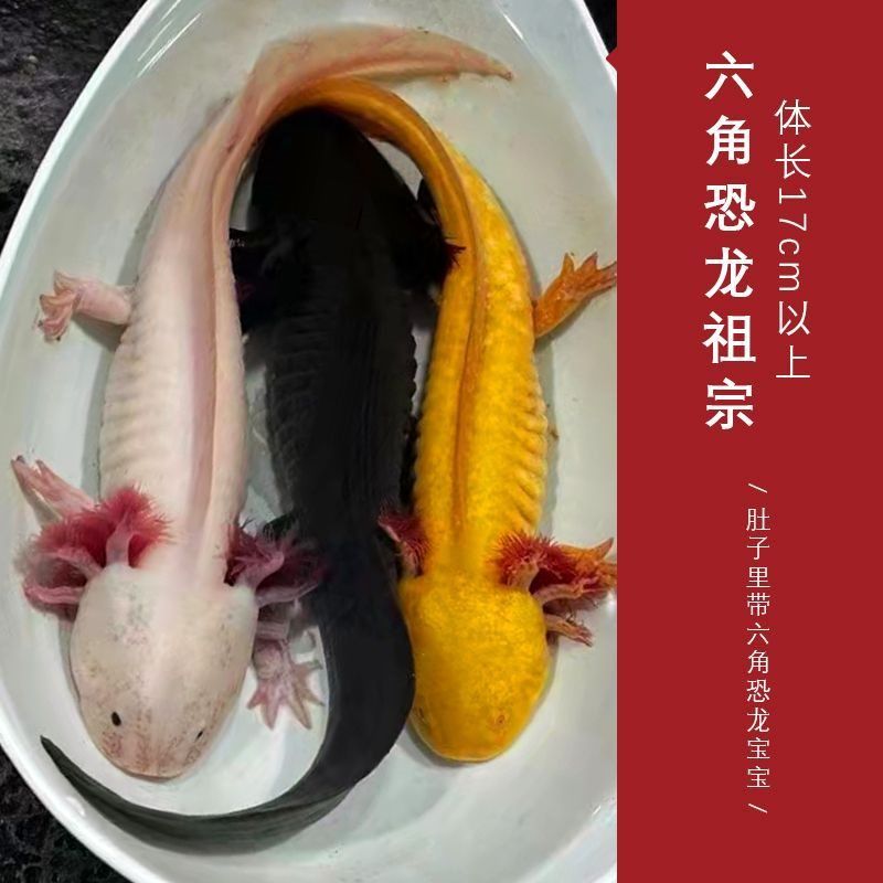 六角恐龍魚吃什么最有營(yíng)養(yǎng)，六角恐龍魚的飲食習(xí)性和飼養(yǎng)技巧 龍魚百科 第2張