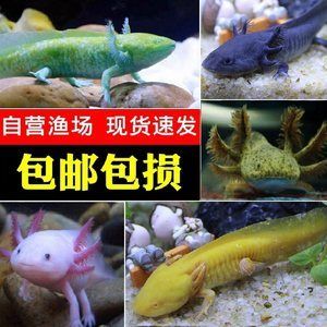 六角恐龍魚吃什么最有營(yíng)養(yǎng)，六角恐龍魚的飲食習(xí)性和飼養(yǎng)技巧 龍魚百科 第3張