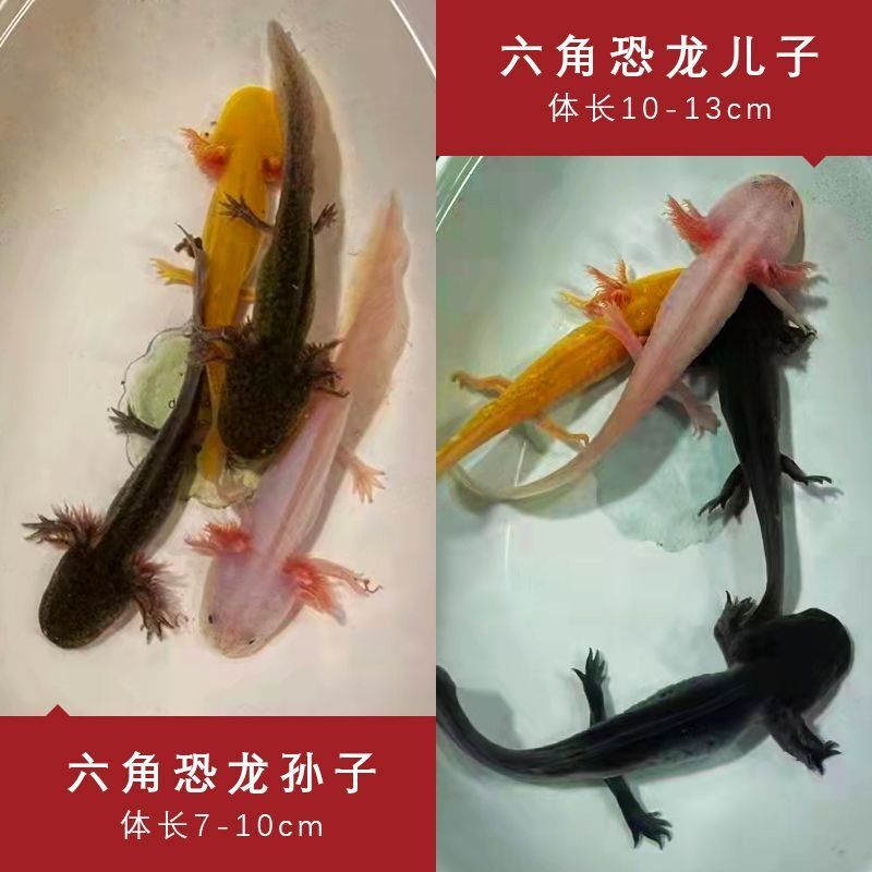 六角恐龍魚吃什么最有營(yíng)養(yǎng)，六角恐龍魚的飲食習(xí)性和飼養(yǎng)技巧 龍魚百科 第4張