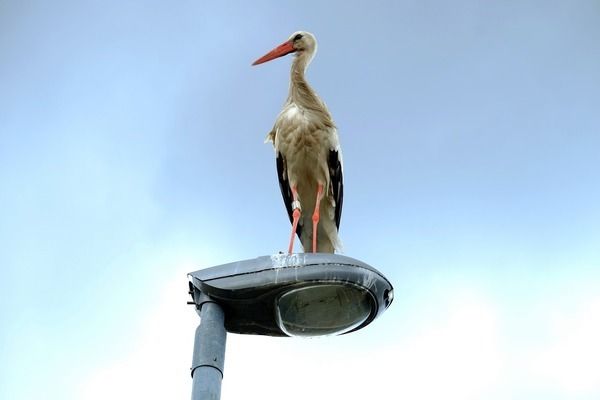 巨暴魚苗常見疾病預防，巨暴魚苗常見疾病預防措施 觀賞魚市場（混養(yǎng)魚） 第3張