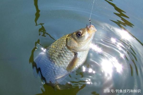 銀龍魚烹飪方法圖解視頻，銀龍魚烹飪方法圖解 水族問答