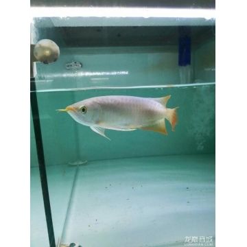 龍魚(yú)商城是什么平臺(tái)的，龍魚(yú)商城app下載及安裝指南龍魚(yú)商城app下載及安裝指南