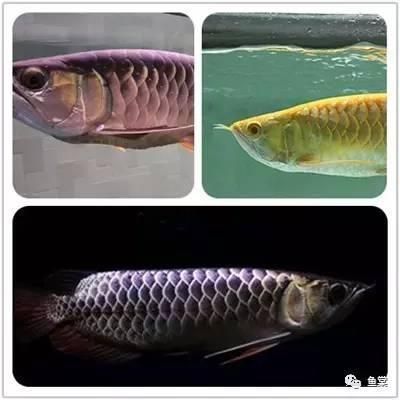 金龍魚怎么挑選品種的魚，如何挑選金龍魚 龍魚百科 第4張