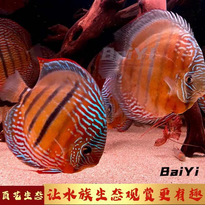 如何養(yǎng)護(hù)家養(yǎng)野彩魚(yú)，如何養(yǎng)護(hù)家養(yǎng)野彩魚(yú)，包括選擇合適的魚(yú)缸、水質(zhì)的維護(hù)、食物的提供以及日常護(hù)理