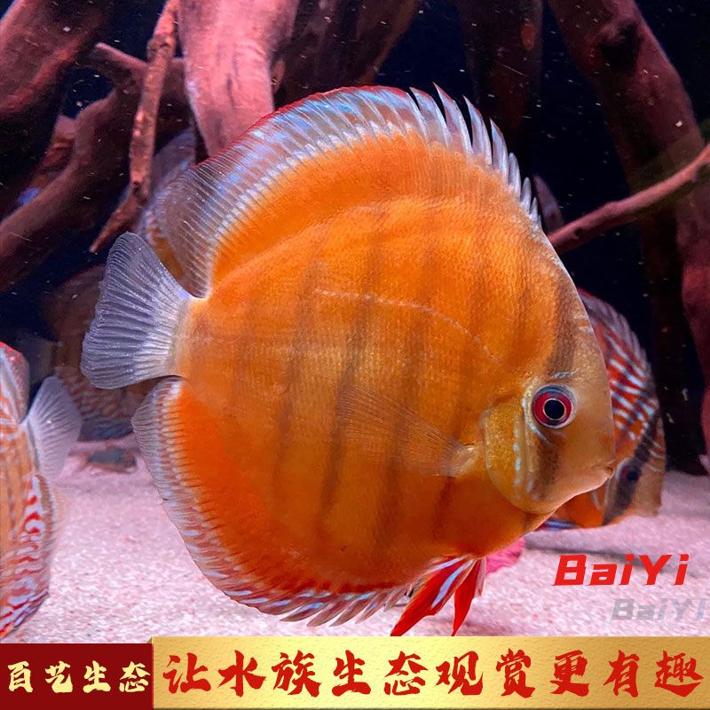 如何養(yǎng)護家養(yǎng)野彩魚，如何養(yǎng)護家養(yǎng)野彩魚，包括選擇合適的魚缸、水質的維護、食物的提供以及日常護理 觀賞魚市場（混養(yǎng)魚） 第2張