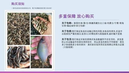 蝴蝶鯉魚苗疾病預防方案，蝴蝶鯉魚苗常見疾病及治療，蝴蝶鯉魚苗生長環(huán)境優(yōu)化技巧 觀賞魚市場（混養(yǎng)魚） 第4張