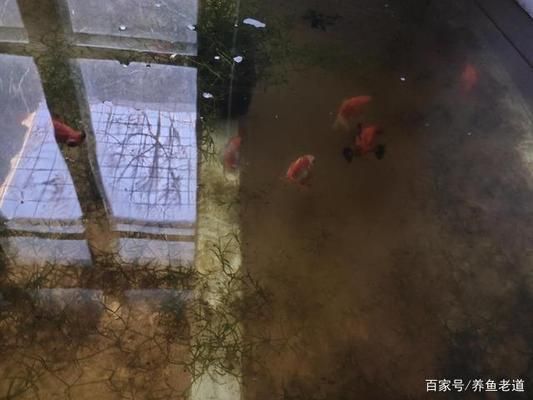 金三間魚繁殖期水溫控制技巧，金三間魚繁殖期水溫控制技巧金三間魚繁殖期水溫控制技巧 觀賞魚市場（混養(yǎng)魚） 第1張