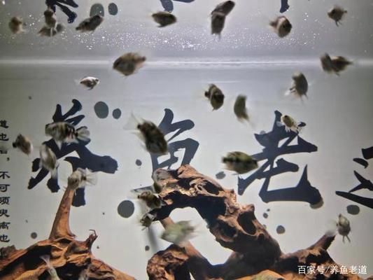 金三間魚繁殖期水溫控制技巧，金三間魚繁殖期水溫控制技巧金三間魚繁殖期水溫控制技巧 觀賞魚市場（混養(yǎng)魚） 第5張