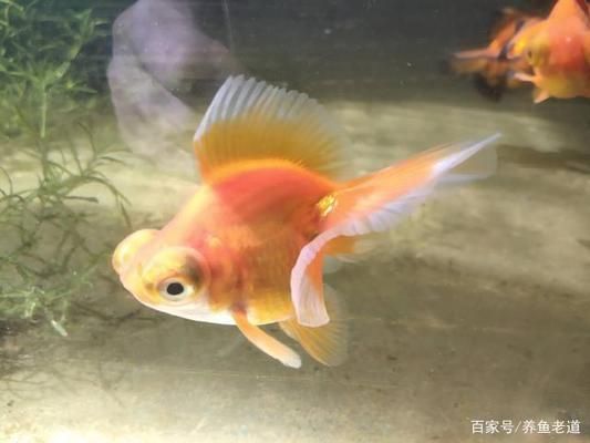 金三間魚繁殖期水溫控制技巧，金三間魚繁殖期水溫控制技巧金三間魚繁殖期水溫控制技巧 觀賞魚市場（混養(yǎng)魚） 第4張