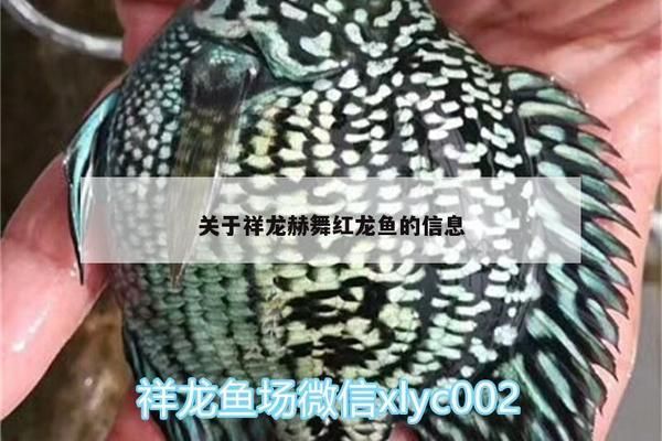 金龍魚繁殖技巧和注意事項(xiàng)，金龍魚的繁殖技巧和注意事項(xiàng)