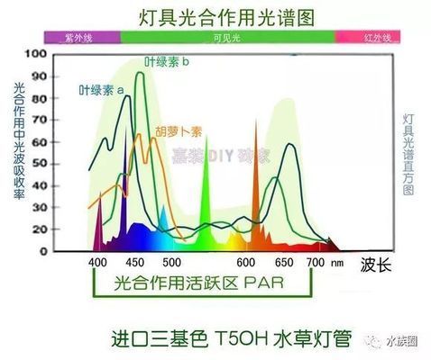 LED燈對水草生長的作用機制，led燈對水草生長的影響