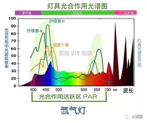 LED燈對水草生長的作用機制，led燈對水草生長的影響 觀賞魚市場（混養(yǎng)魚） 第4張