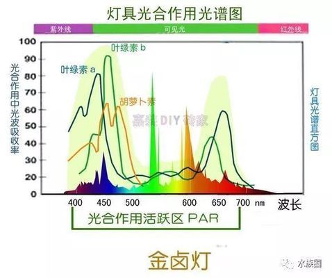 LED燈對水草生長的作用機制，led燈對水草生長的影響 觀賞魚市場（混養(yǎng)魚） 第5張