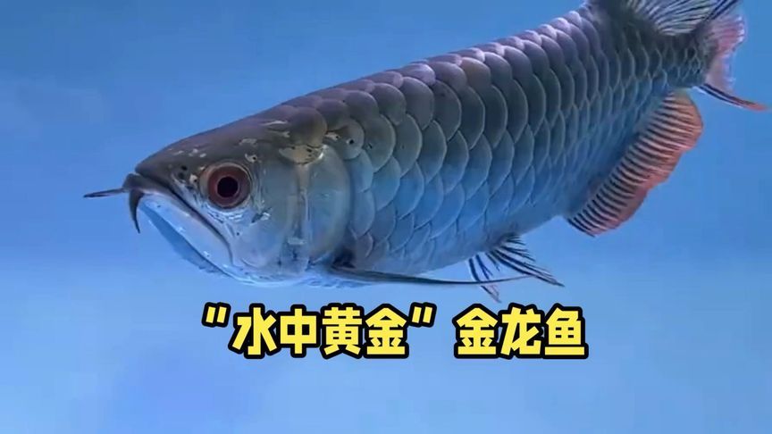 金龍魚(yú)狂游是不是病了，金龍魚(yú)“狂游”可能由多種原因引起，金龍魚(yú)狂游的自救措施 龍魚(yú)百科 第2張