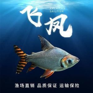 龍魚配飛鳳魚，龍魚與飛鳳魚的混養(yǎng)需要考慮到數(shù)量、水質(zhì)、魚的健康狀況以及寓意 龍魚百科 第2張