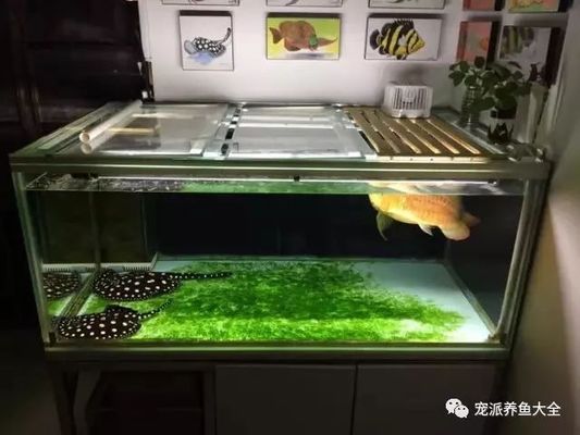 夏季金龍魚降溫技巧，夏季金龍魚的飼養(yǎng)技巧 觀賞魚市場（混養(yǎng)魚） 第3張