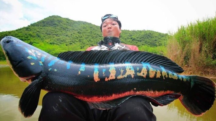 雷龍魚常見疾病及防治，雷龍魚常見疾病及其防治方法 觀賞魚市場(chǎng)（混養(yǎng)魚） 第4張