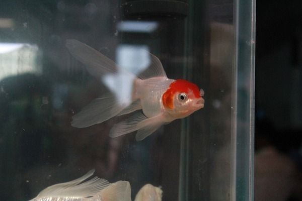 斑馬狗頭魚(yú)繁殖期餌料自制方法，斑馬狗頭魚(yú)繁殖期飼料配方 觀賞魚(yú)市場(chǎng)（混養(yǎng)魚(yú)） 第5張