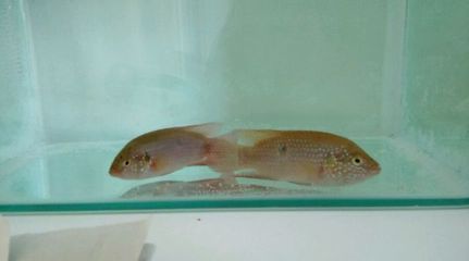 銀古魚(yú)苗飼料選擇指南，銀古魚(yú)苗活餌投喂技巧銀古魚(yú)苗活餌投喂技巧