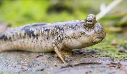 肺魚生活環(huán)境適應(yīng)性研究，肺魚在不同環(huán)境中的生存策略 觀賞魚市場（混養(yǎng)魚） 第3張