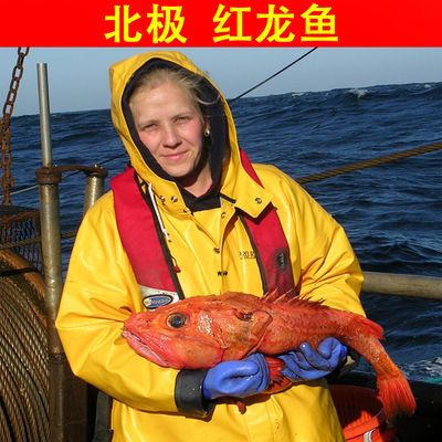 深海紅龍魚做法大全，深海紅龍魚營養(yǎng)價值,紅龍魚搭配什么蔬菜好吃,如何挑選新鮮紅龍魚 龍魚百科 第1張