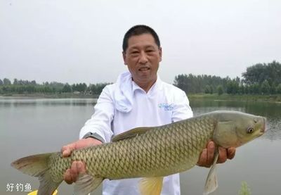 成魚期葷腥與素食選擇，成魚期的葷腥與素食的選擇