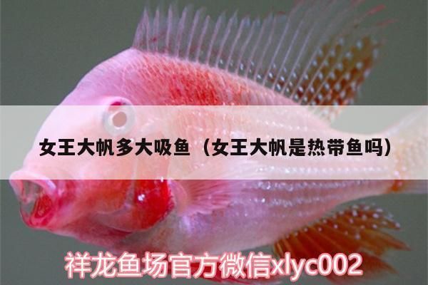 女王大帆魚的日常護(hù)理，女王大帆魚日常護(hù)理需要綜合考慮水質(zhì)管理、合理喂食、疾病預(yù)防 觀賞魚市場（混養(yǎng)魚） 第3張