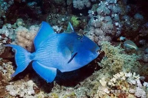 鯊魚(yú)攻擊前的行為信號(hào)，鯊魚(yú)攻擊人類的行為信號(hào) 觀賞魚(yú)市場(chǎng)（混養(yǎng)魚(yú)） 第3張