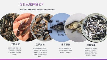 蝴蝶鯉魚苗疾病預(yù)防措施，如何判斷蝴蝶鯉魚苗健康 觀賞魚市場（混養(yǎng)魚） 第2張