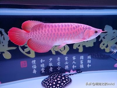 龍魚的利潤有多大，高端龍魚品種市場趨勢