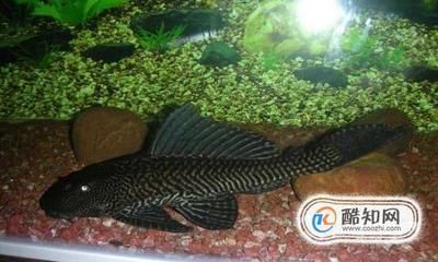 豹紋夫魚苗飼料品牌推薦，豹紋夫魚苗營養(yǎng)需求分析