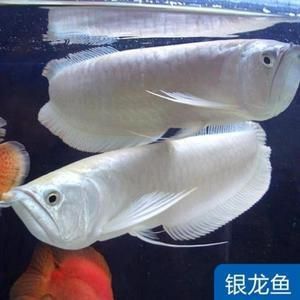 銀龍魚苗與金魚苗對比，銀龍魚苗與金魚的區(qū)別 觀賞魚市場（混養(yǎng)魚） 第5張