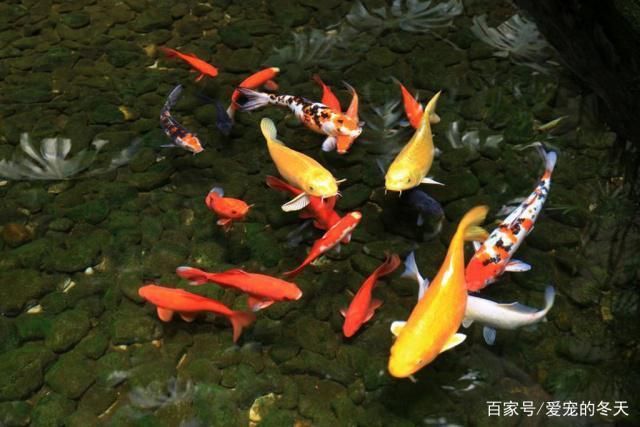 大正錦鯉魚適宜水溫范圍，大正錦鯉魚冬季養(yǎng)護(hù)技巧大正錦鯉魚夏季防暑措施 觀賞魚市場(chǎng)（混養(yǎng)魚） 第1張