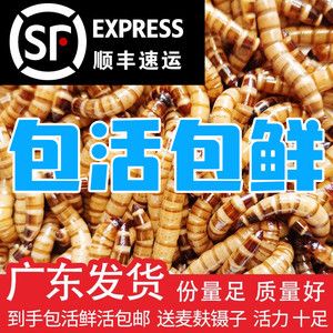 金龍魚最大能長多重，關(guān)于金龍魚的最大體重的一些詳細(xì)信息