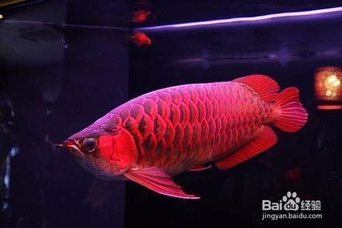 赤血紅龍的選購(gòu)技巧，如何選購(gòu)紅龍魚 觀賞魚市場(chǎng)（混養(yǎng)魚） 第3張