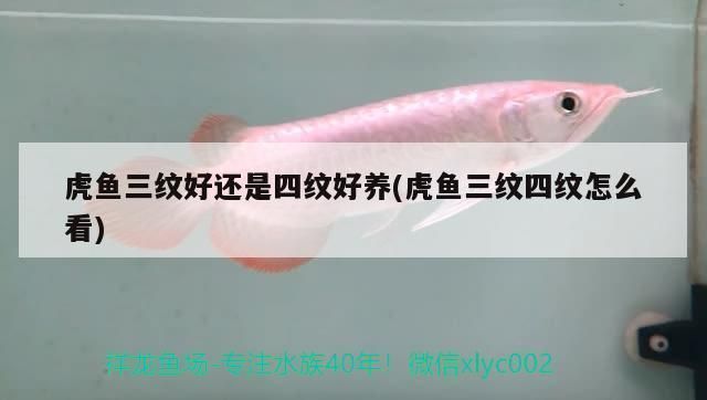 印尼三紋虎魚水質(zhì)調(diào)控方法，印尼三紋虎魚的水質(zhì)調(diào)控方法 觀賞魚市場（混養(yǎng)魚） 第4張