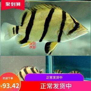 印尼三紋虎魚水質(zhì)調(diào)控方法，印尼三紋虎魚的水質(zhì)調(diào)控方法 觀賞魚市場（混養(yǎng)魚） 第5張