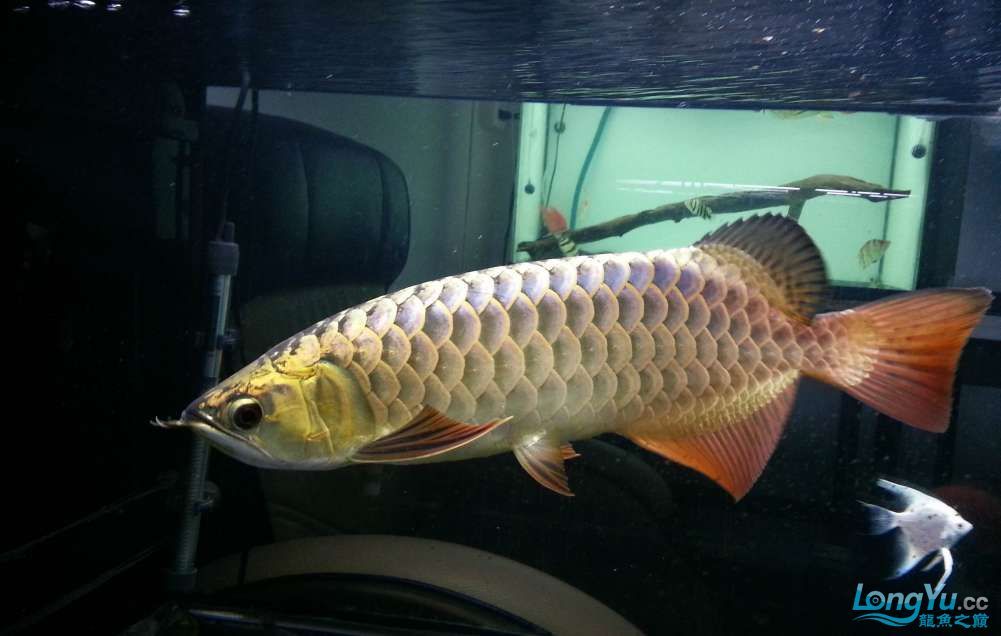 過背金龍魚日常飲食搭配，過背金龍魚日常護(hù)理全攻略金龍魚活餌與冷凍餌區(qū)別 觀賞魚市場（混養(yǎng)魚） 第4張