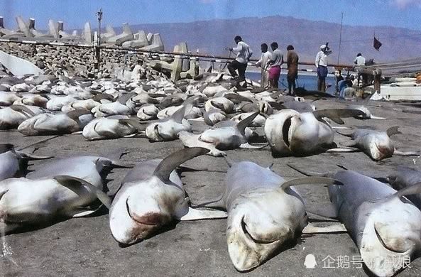 鴨嘴鯊魚(yú)的天敵有哪些，海豚被認(rèn)為是鯊魚(yú)的天敵之一海豚如何集體攻擊鯊魚(yú) 觀賞魚(yú)市場(chǎng)（混養(yǎng)魚(yú)） 第1張