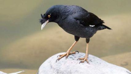 赤荔鳳冠魚繁殖期飼料選擇，赤荔鳳冠魚在繁殖期的飼料選擇對于確保其健康繁殖至關(guān)重要