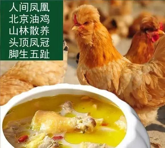 赤荔鳳冠魚(yú)繁殖期飼料選擇，赤荔鳳冠魚(yú)在繁殖期的飼料選擇對(duì)于確保其健康繁殖至關(guān)重要 觀賞魚(yú)市場(chǎng)（混養(yǎng)魚(yú)） 第5張