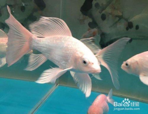 蝴蝶鯉幼魚飼料喂養(yǎng)技巧，蝴蝶鯉幼魚飼料喂養(yǎng)技巧：蝴蝶鯉幼魚的喂養(yǎng)技巧