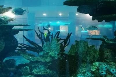 水族館專家推薦觀賞角度，上海水族館專家推薦觀賞角度是為了讓游客更全面地欣賞到水生生物 觀賞魚市場(chǎng)（混養(yǎng)魚） 第1張