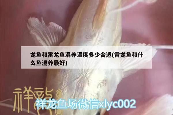 巴卡雷龍魚混養(yǎng)適宜水溫范圍，巴卡雷龍魚混養(yǎng)適宜水溫范圍為24-[需手動填充] 觀賞魚市場（混養(yǎng)魚） 第1張