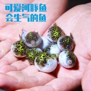 斑馬狗頭魚(yú)市場(chǎng)返利詳情，斑馬狗頭魚(yú)市場(chǎng)返利 觀賞魚(yú)市場(chǎng)（混養(yǎng)魚(yú)） 第2張