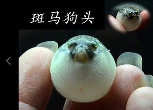 斑馬狗頭魚(yú)市場(chǎng)返利詳情，斑馬狗頭魚(yú)市場(chǎng)返利 觀賞魚(yú)市場(chǎng)（混養(yǎng)魚(yú)） 第5張