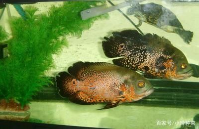 地圖魚對水質(zhì)的影響，地圖魚對水質(zhì)的影響主要體現(xiàn)在以下幾個方面 觀賞魚市場（混養(yǎng)魚） 第1張