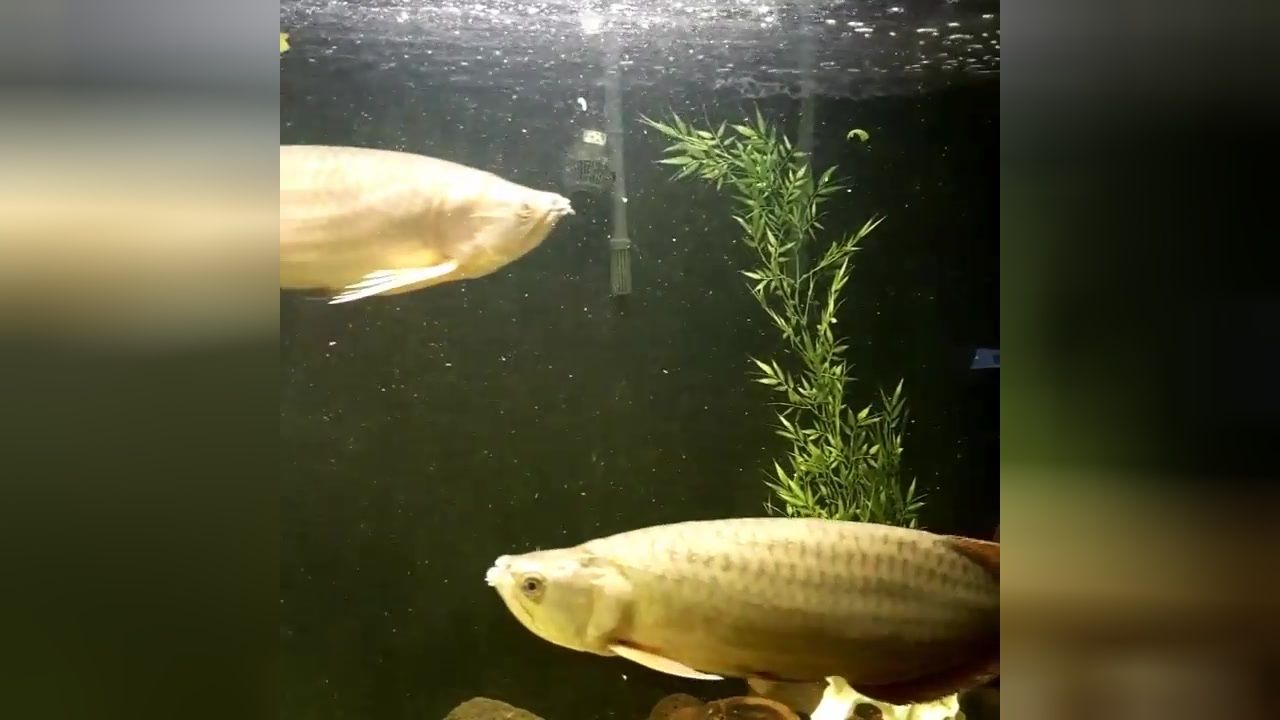 星點金龍魚幼魚專用餌料，關(guān)于星點金龍魚幼魚專用餌料的摘要 觀賞魚市場（混養(yǎng)魚） 第4張