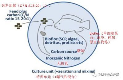 銀龍魚和什么魚養(yǎng)在一起好，銀龍魚和什么魚一起養(yǎng)可以增強(qiáng)水中的生物多樣性？ 水族問答