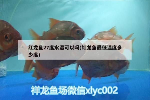 巴西亞魚苗適宜水溫范圍，巴西亞魚苗最佳養(yǎng)殖環(huán)境，巴西亞魚苗飼料選擇指南 觀賞魚市場（混養(yǎng)魚） 第4張